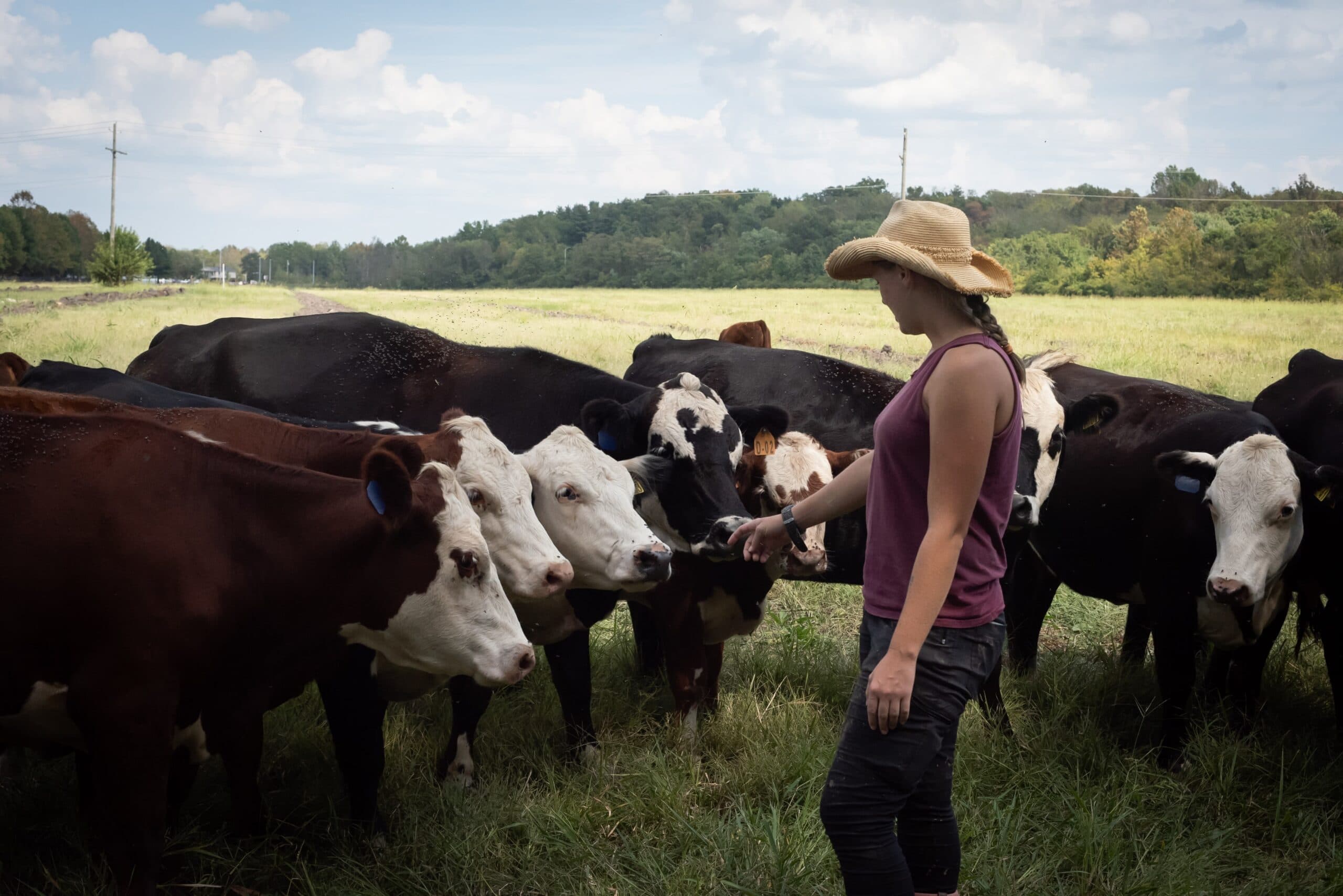 student interacting with cows on the College farm