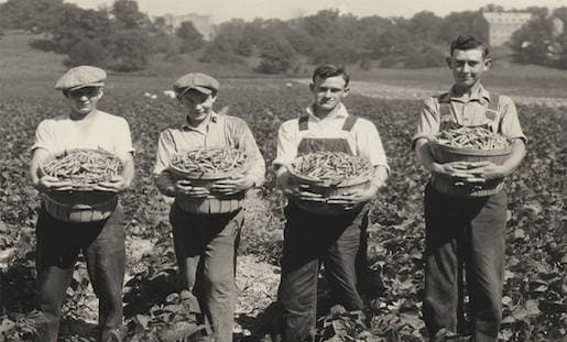 Young men picking vegetables on the Berea College farm