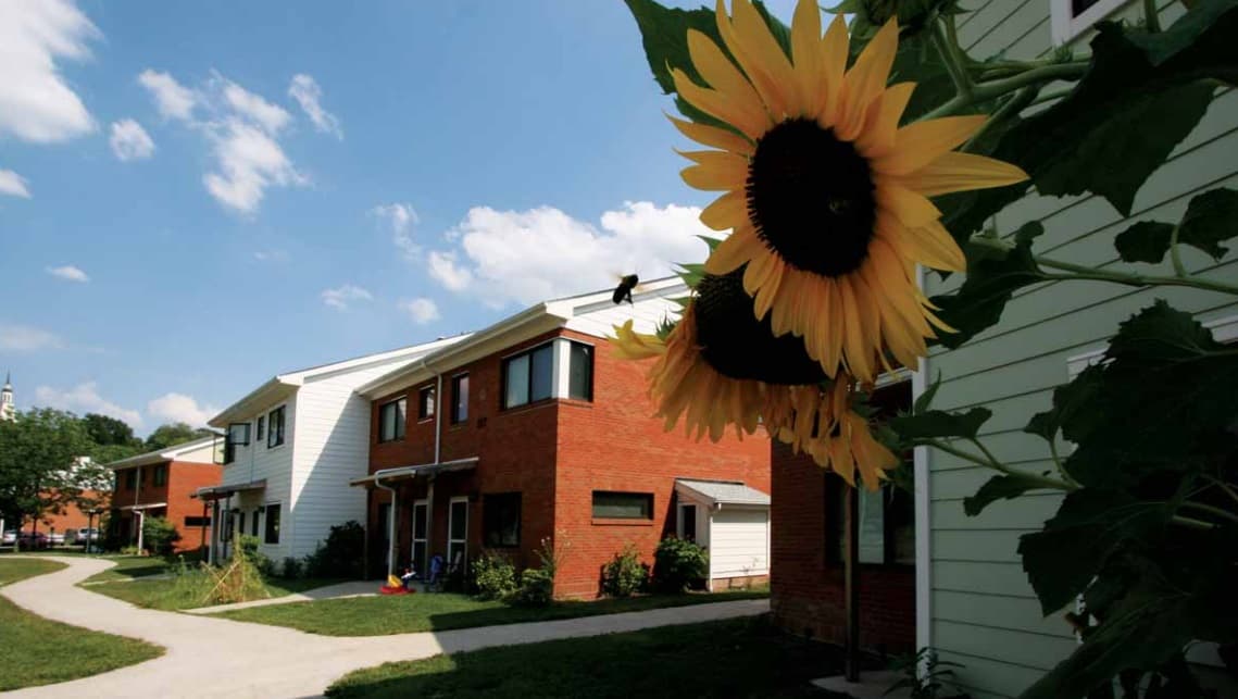 Ecovillage - Bee pollinating a sunflower