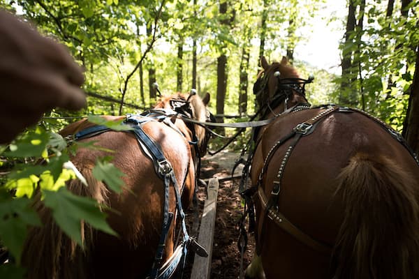 Horses in the forest