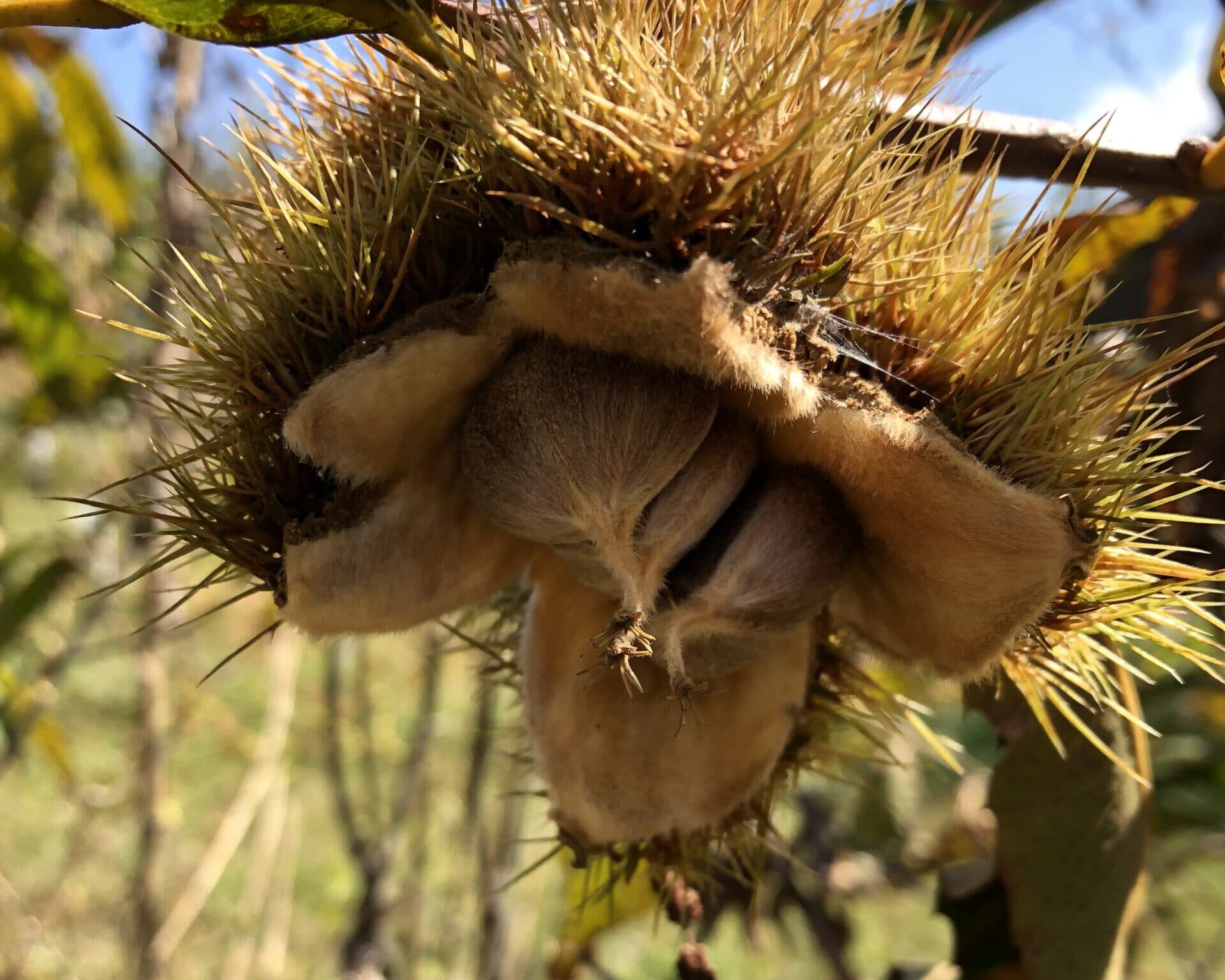 An American chestnut bur