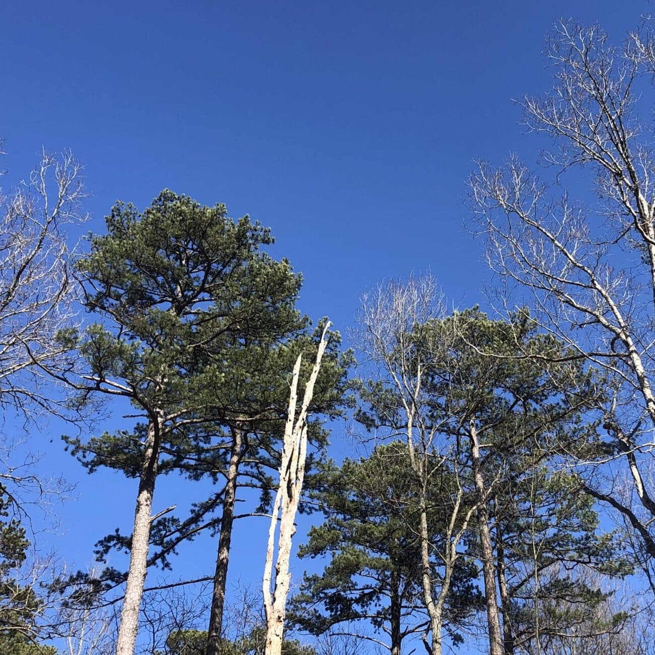 Shortleaf pine-white oak forest