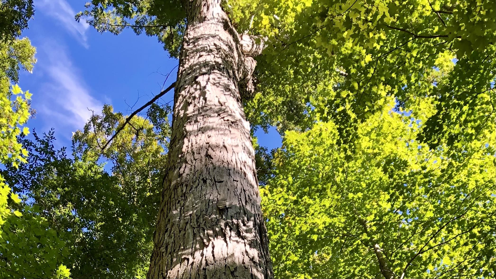 white oak tree