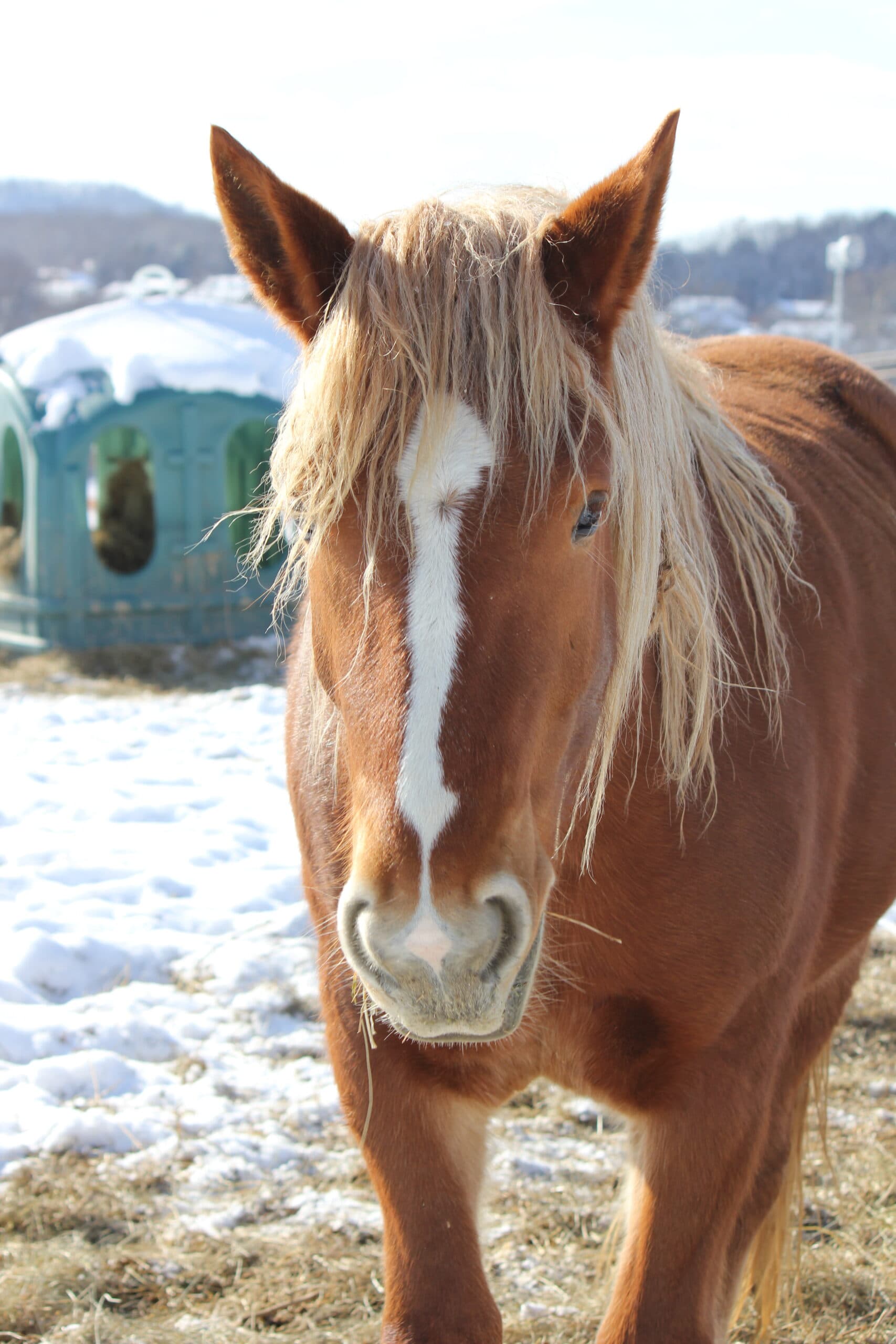 A suffolk punch draft horse in the snow