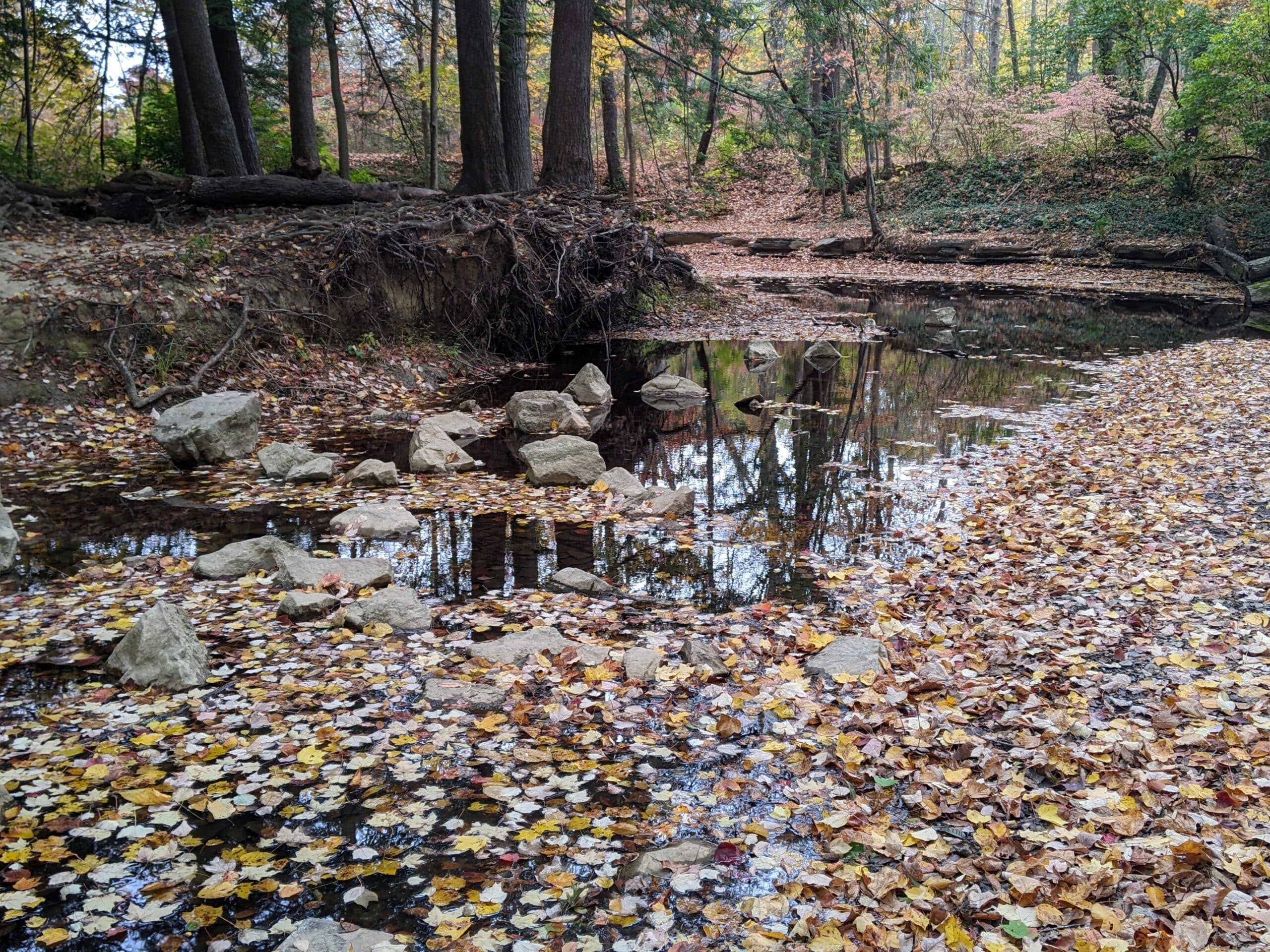 brushy fork creek