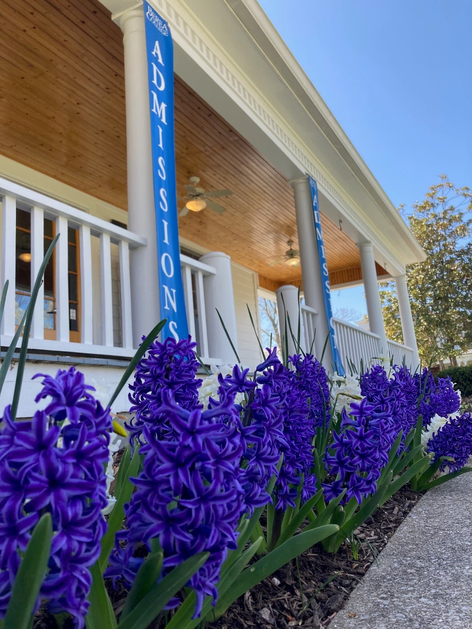 The front Berea College's Admissions Building, Haaga House. Purple flowers are lining the front of the house.