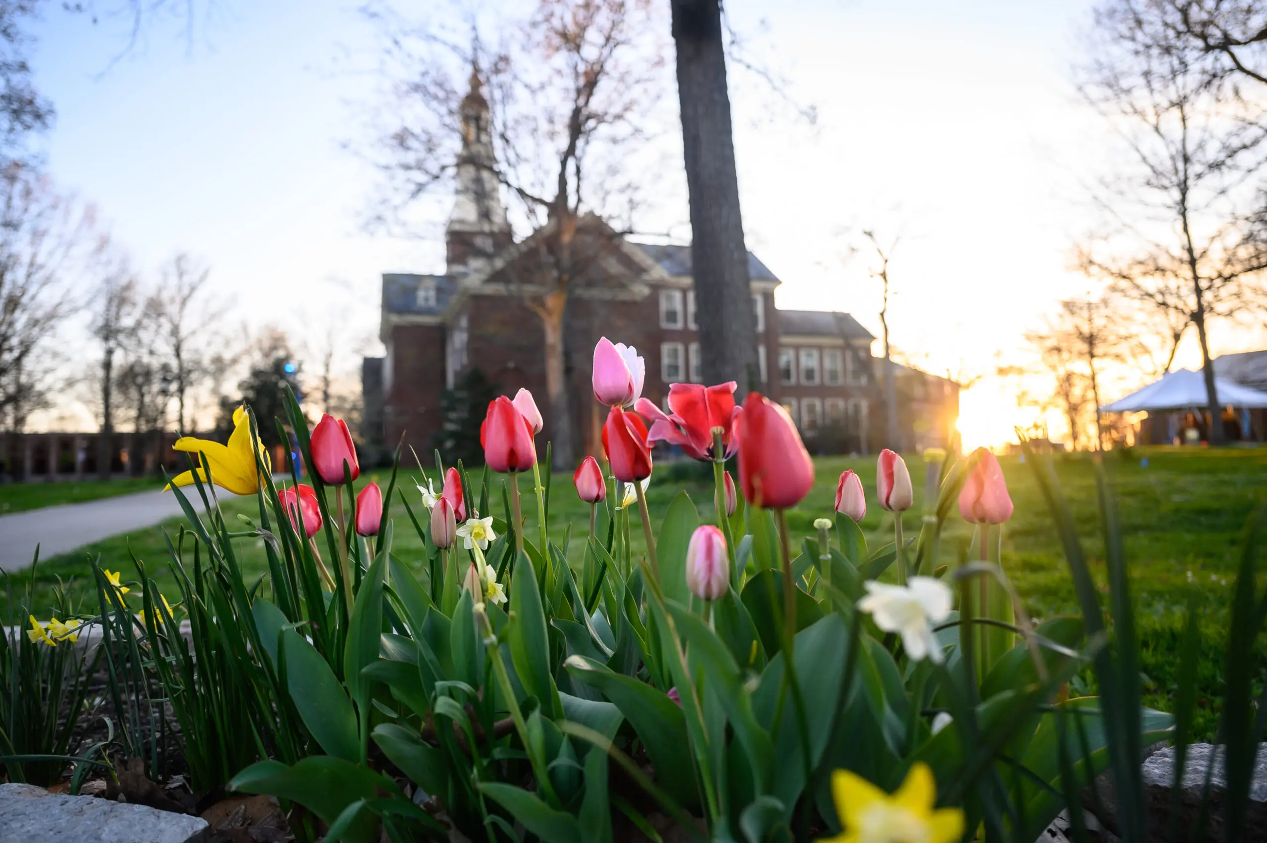 A focus on red, pink, yellow, and white flowers with a building in the background.